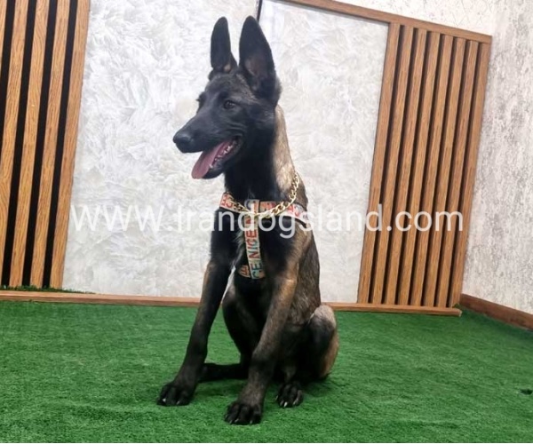 twlh-malynwyz-malinois-422_10