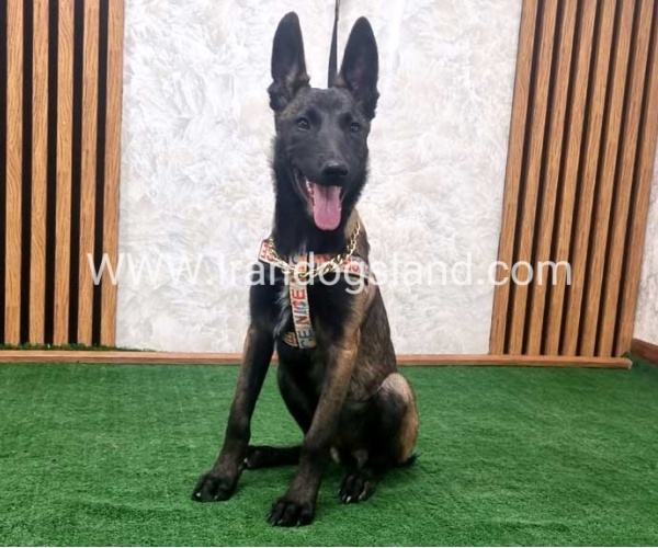 twlh-malynwyz-malinois-422_11
