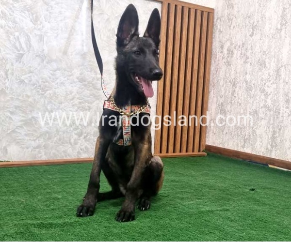 twlh-malynwyz-malinois-422_12