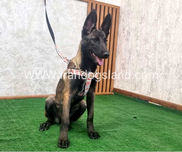 twlh-malynwyz-malinois-422_2