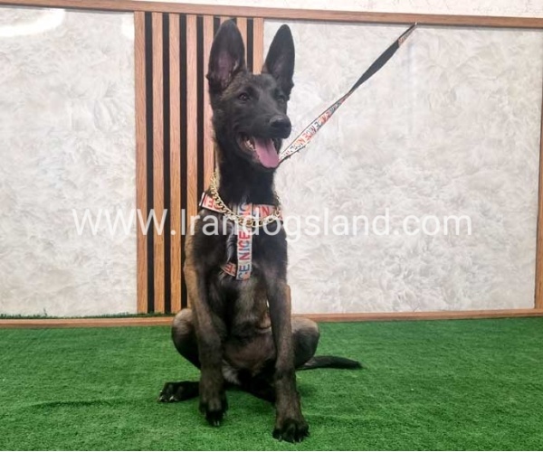 twlh-malynwyz-malinois-422_3