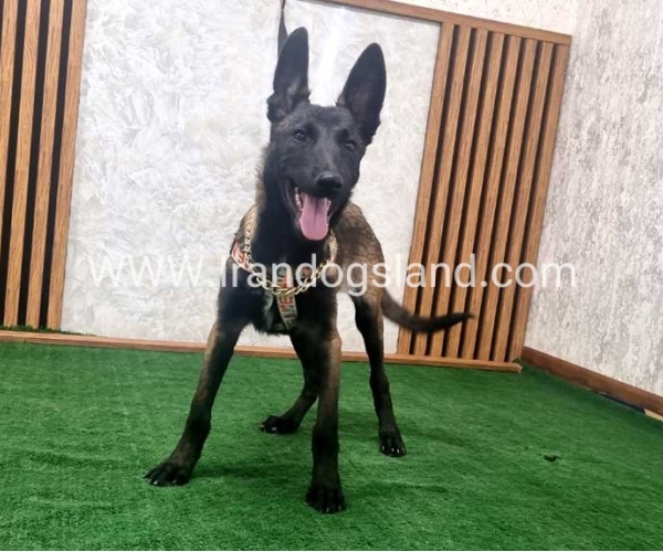 twlh-malynwyz-malinois-422_4