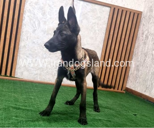 twlh-malynwyz-malinois-422_5