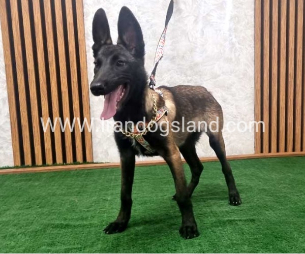 twlh-malynwyz-malinois-422_6