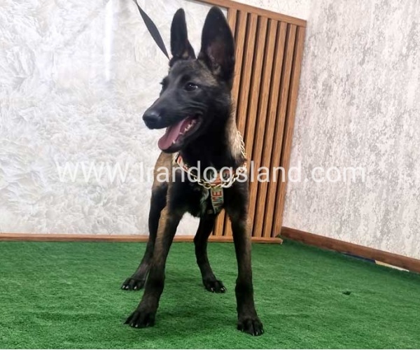 twlh-malynwyz-malinois-422_7