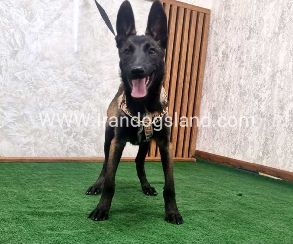 twlh-malynwyz-malinois-422_8