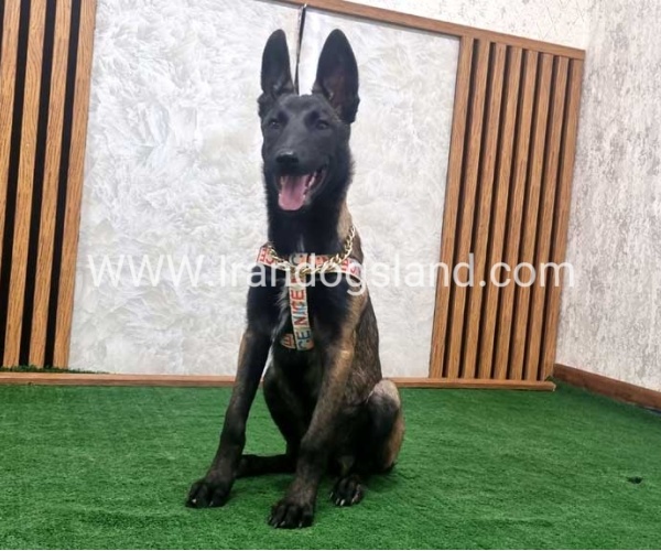 twlh-malynwyz-malinois-422_9