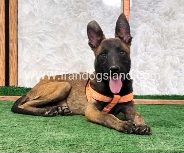 سگ مالینویز درجه یک - M161