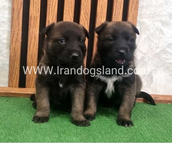 twlh-malynwyz-malinois-423_12