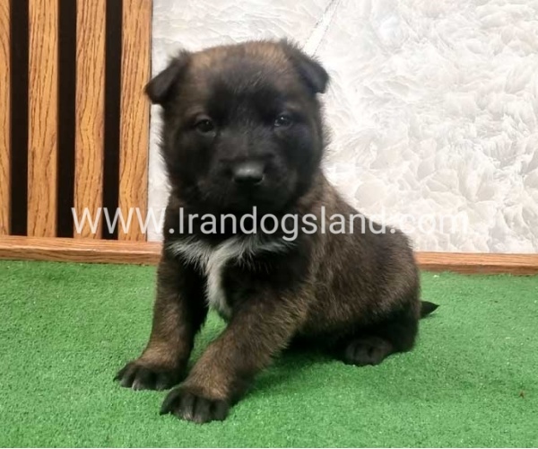 twlh-malynwyz-malinois-423_13