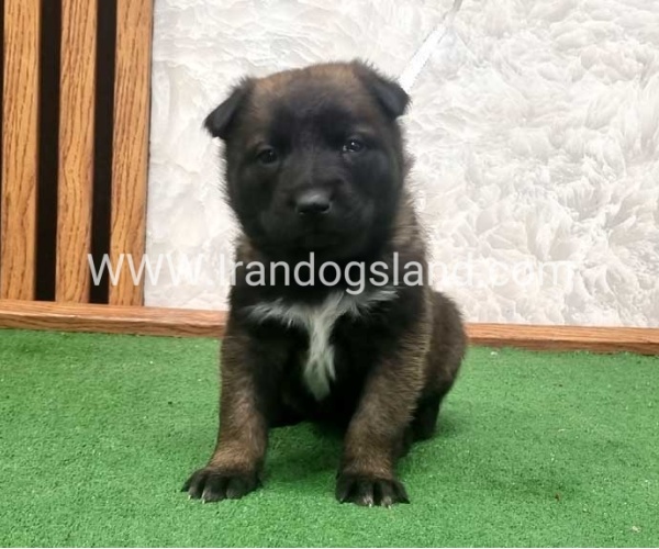 twlh-malynwyz-malinois-423_14