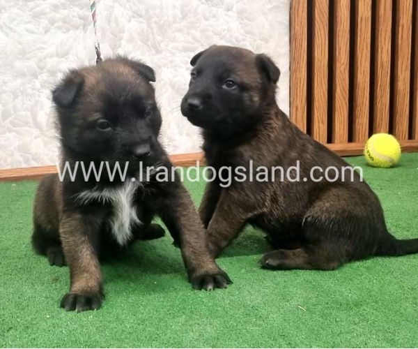 twlh-malynwyz-malinois-423_15