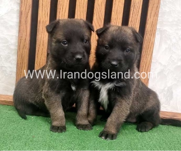 twlh-malynwyz-malinois-423_18