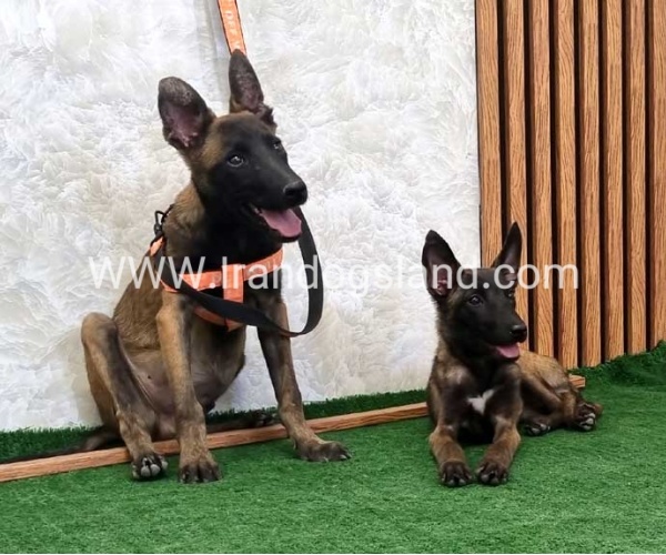 سگ مالینویز درجه یک - M161