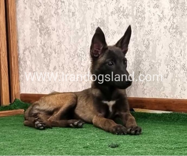 سگ مالینویز درجه یک - M161