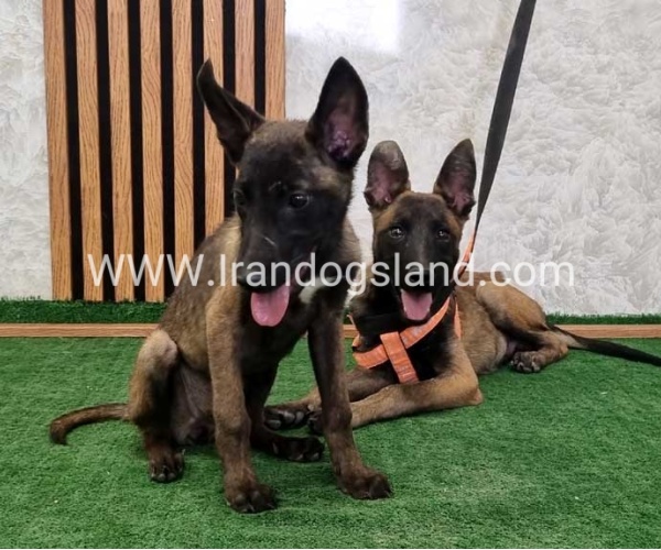 سگ مالینویز درجه یک - M161