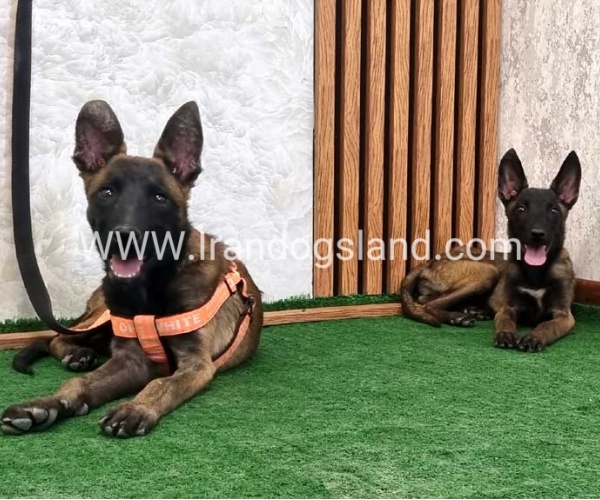 سگ مالینویز درجه یک - M161