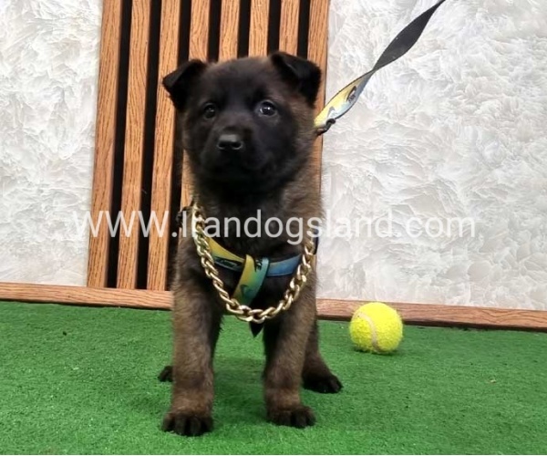 twlh-malynwyz-malinois-424_1