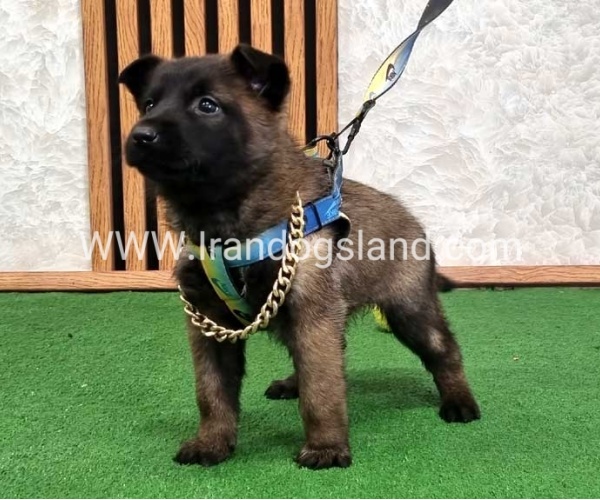 twlh-malynwyz-malinois-424_2