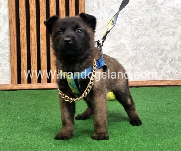 twlh-malynwyz-malinois-424_3