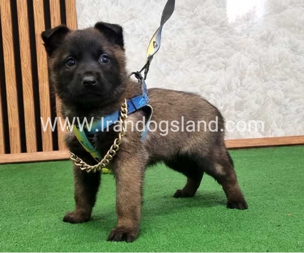 twlh-malynwyz-malinois-424_4