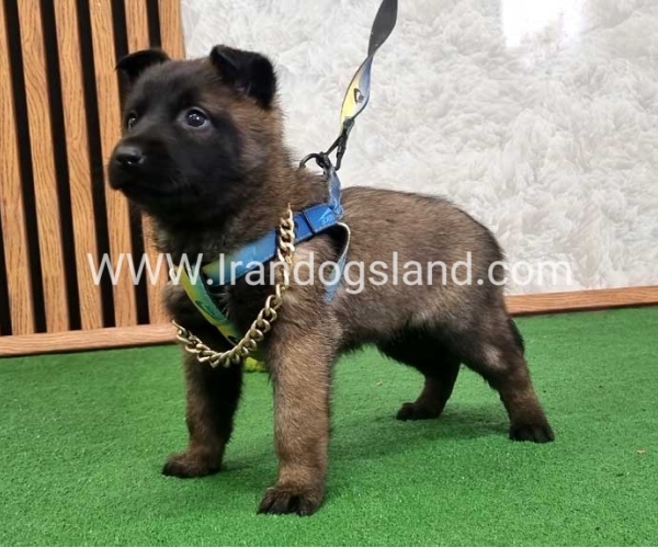 twlh-malynwyz-malinois-424_5