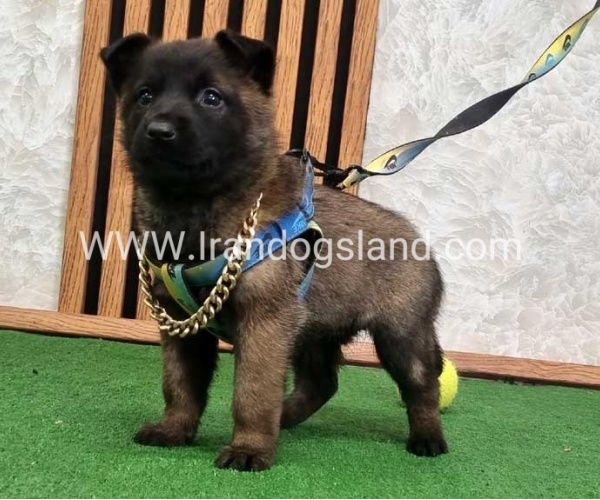 twlh-malynwyz-malinois-424_6