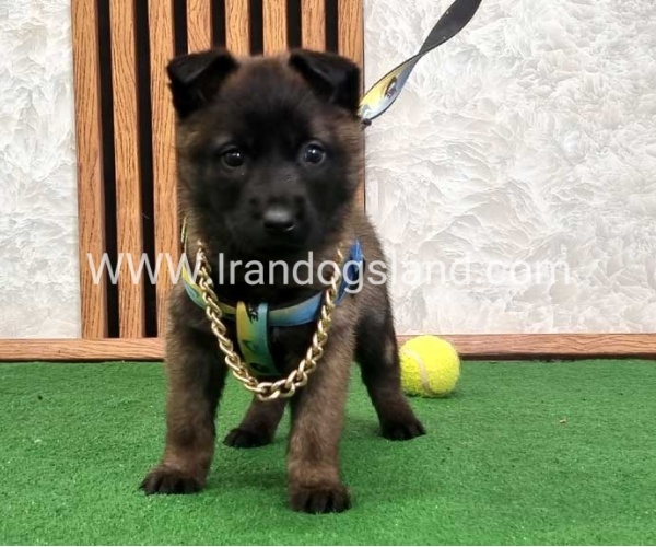 twlh-malynwyz-malinois-424_7