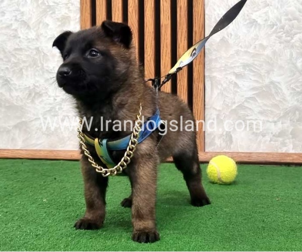 twlh-malynwyz-malinois-424_8