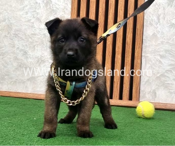 twlh-malynwyz-malinois-424_9