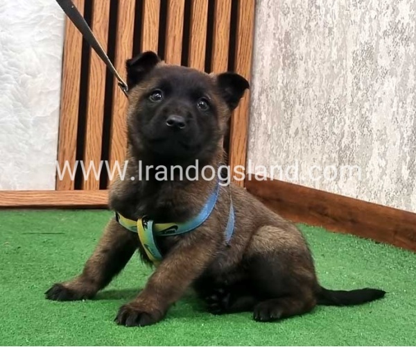 twlh-malynwyz-malinois-425_1