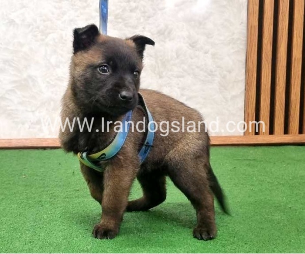 twlh-malynwyz-malinois-425_2