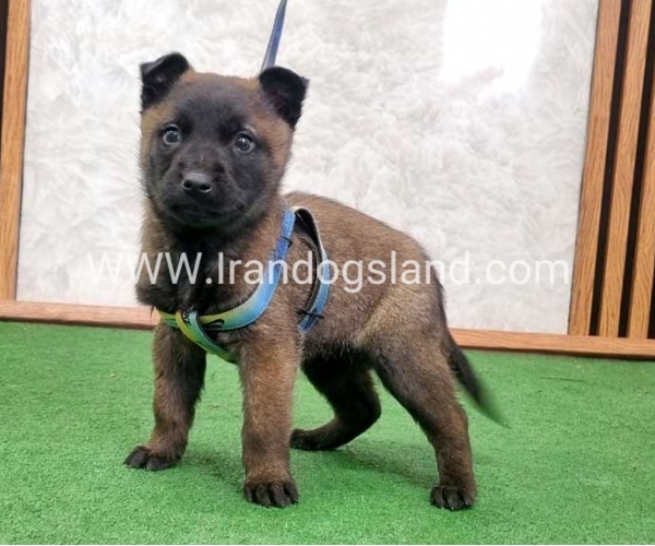 twlh-malynwyz-malinois-425_3