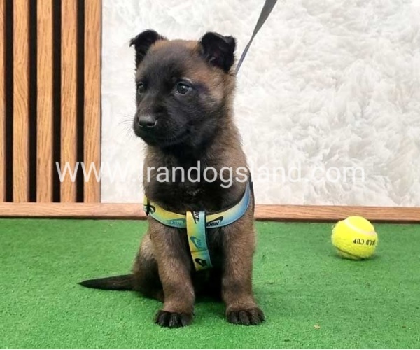 twlh-malynwyz-malinois-425_4