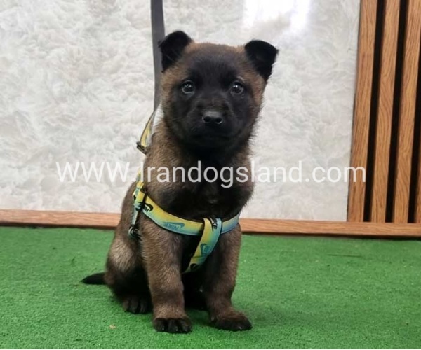 twlh-malynwyz-malinois-425_5