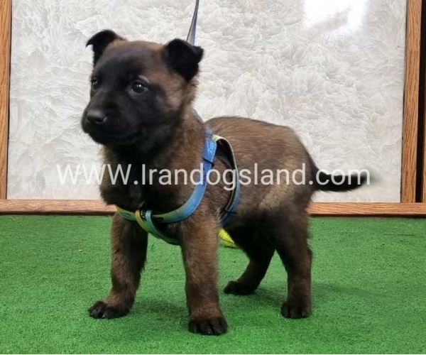 twlh-malynwyz-malinois-425_6