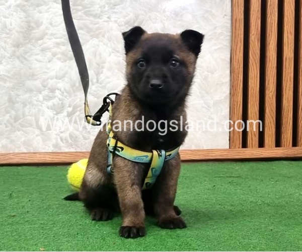 twlh-malynwyz-malinois-425_7