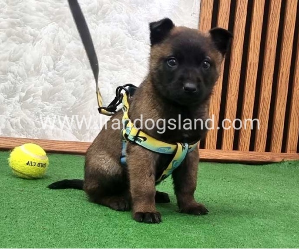 twlh-malynwyz-malinois-425_8