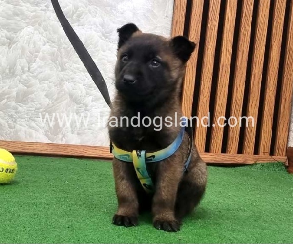 twlh-malynwyz-malinois-425_9