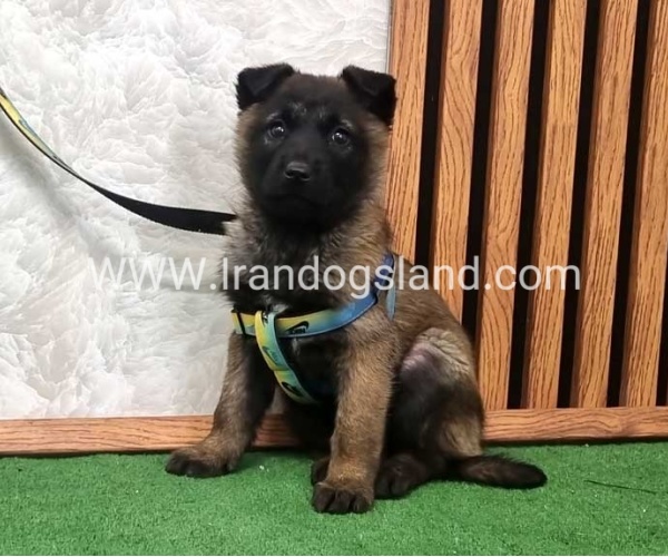 twlh-malynwyz-malinois-427_1_2026086643