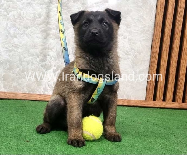 twlh-malynwyz-malinois-427_2_140377612