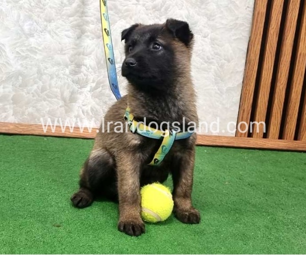 twlh-malynwyz-malinois-427_3_1714876066