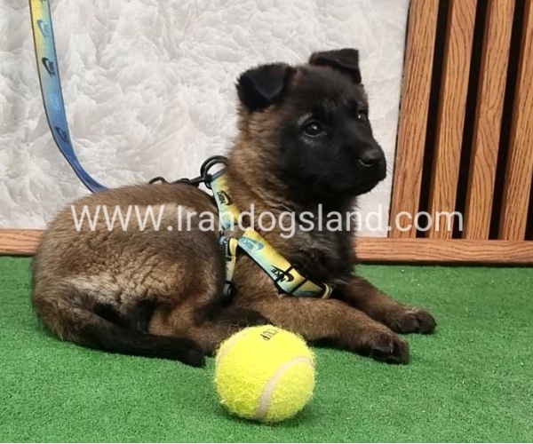 twlh-malynwyz-malinois-427_4_1954430075