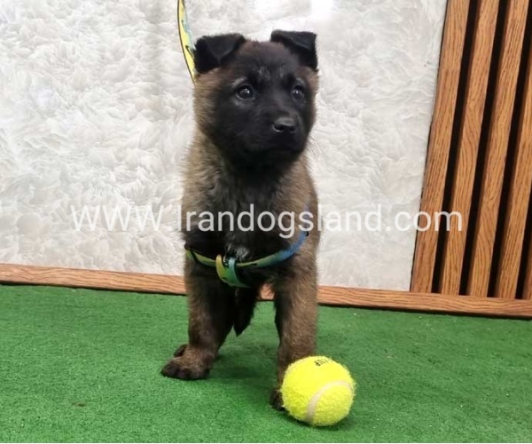 twlh-malynwyz-malinois-427_5_464924630