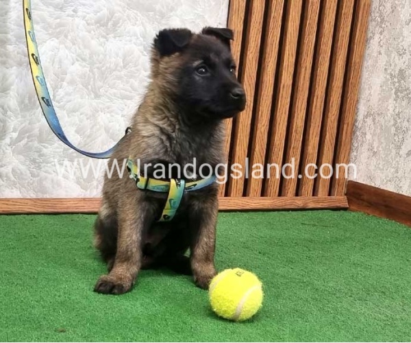 twlh-malynwyz-malinois-427_6_1961020568