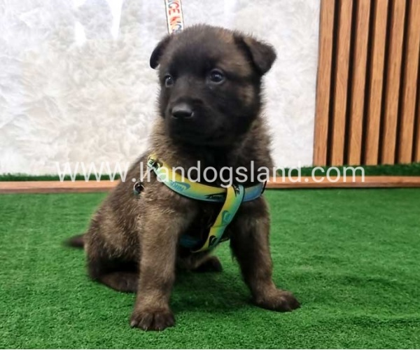 twlh-malynwyz-malinois-444_1