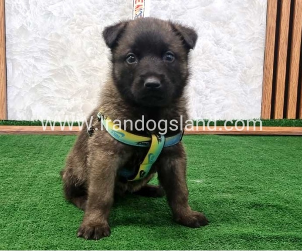 twlh-malynwyz-malinois-444_10