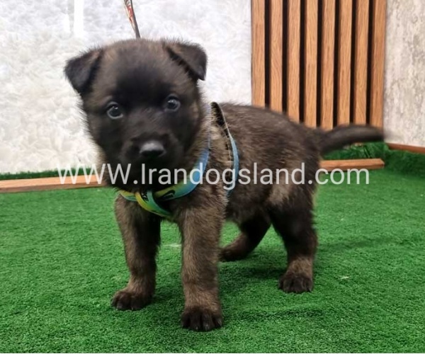twlh-malynwyz-malinois-444_2