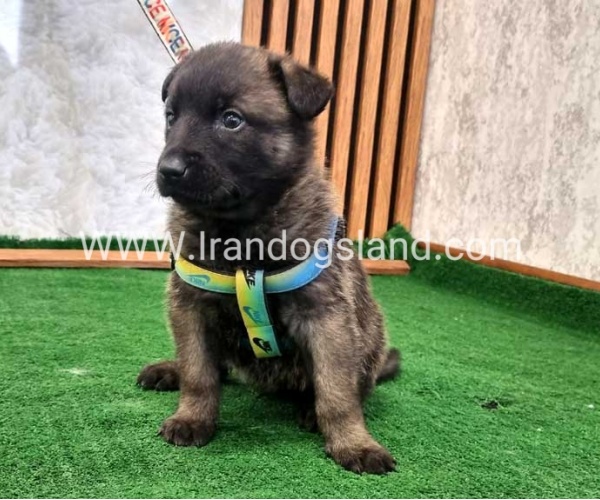 twlh-malynwyz-malinois-444_3