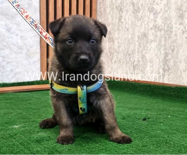twlh-malynwyz-malinois-444_4